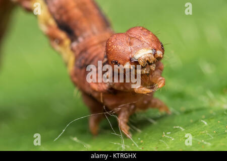 Fleckige Umbra motte Caterpillar (Erannis defoliaria) auf Blatt. Eine Nahaufnahme Foto den Kopf. Cahir, Tipperary, Irland. Stockfoto
