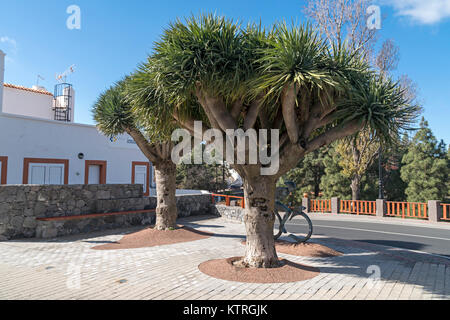 Dracaena Draco (Drago oder Dragon Tree) in Gran Canaria, Kanarische Inseln, Spanien Stockfoto