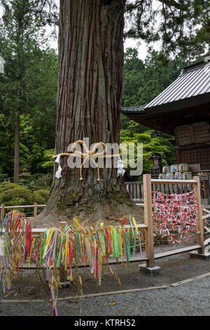 Fujiyoshida City, Japan - 13. Juni 2017: Der heilige Baum, goshinboku, in Fujiyoshida Sengen Shrine in Fujiyoshida Stadt Stockfoto