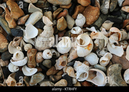 Gebrochen und erodierten Schalen, meist Wellhornschnecken (Buccinum undatum) und Slipper Kletten (Crepidula fornicata) auf einem steinigen Strand mit bunten Steinchen form Stockfoto