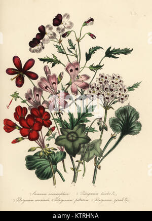 Anemone-leaved Geranien, Geranien anemonefolium, 3-farbige Pelargonium, Pelargonium tricolor, Pelargonium, Pelargonium crassicaule, Efeu-leaved Pelargonium, Pelargonium peltatum und horse-Shoe Pelargonium, Pelargonium zonale. Handfinished chromolithograph von Noel Humphreys, nachdem eine Illustration von Jane Loudon von Frau Jane Loudon Damen Blumengarten oder Zierpflanzen Gewächshaus Pflanzen, William S. Orr, London, 1849. Stockfoto