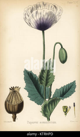 Schlafmohn, Papaver somniferum. Papierkörbe Lithographie von Henry Sowerby aus Edward Hamilton's Flora Homeopathica, Bailliere, London, 1852. Stockfoto