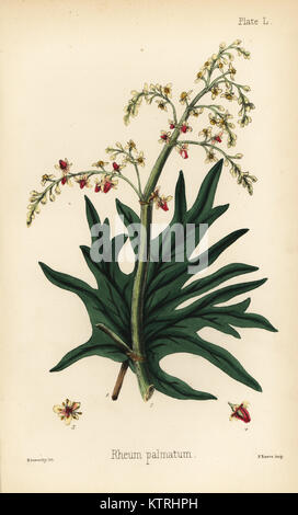 Chinesischer Rhabarber oder da-huang, Rheum Palmatum. Papierkörbe Lithographie von Henry Sowerby aus Edward Hamilton's Flora Homeopathica, Bailliere, London, 1852. Stockfoto