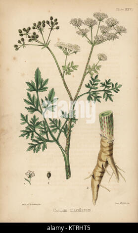 Gemeinsame Schierling, conium Maculatum. Papierkörbe Lithographie von Henry Sowerby nach einer Illustration von M.D. von Edward Hamilton's Flora Homeopathica, Bailliere, London, 1852. Stockfoto