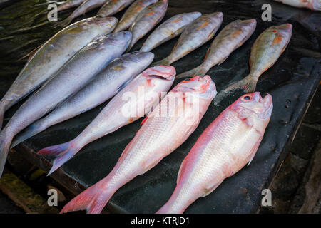 Frische tropische Fische auf dem Markt, Mauritius Insel. Stockfoto