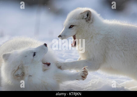 Arctic fox Kämpfe im Winter Stockfoto