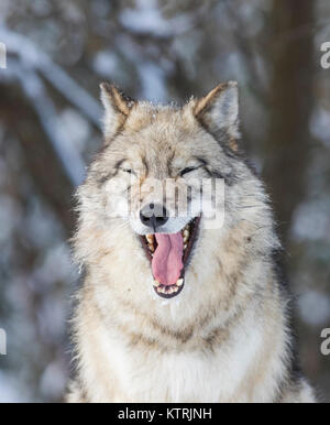 Timber Wolf im Winter Stockfoto