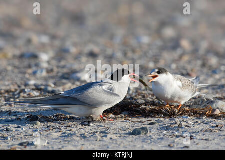 Küstenseeschwalbe (Sterna Paradisaea) Ernährung Fisch am Strand im Sommer chick Stockfoto