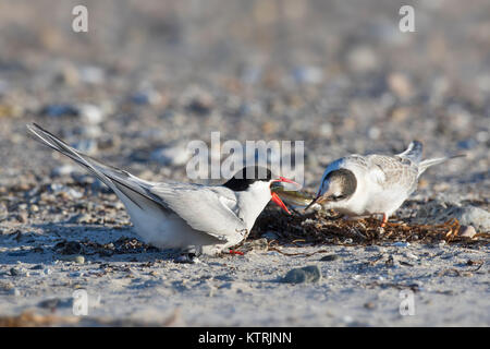 Küstenseeschwalbe (Sterna Paradisaea) Ernährung Fisch am Strand im Sommer chick Stockfoto