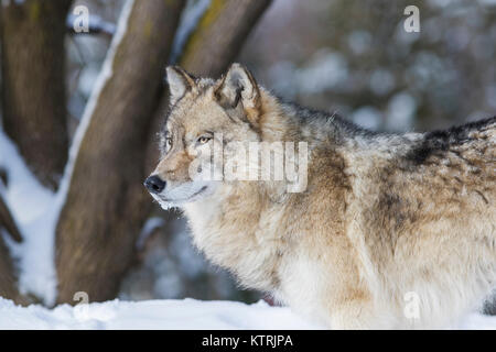 Timber Wolf im Winter Stockfoto