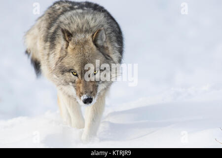 Timber Wolf im Winter Stockfoto