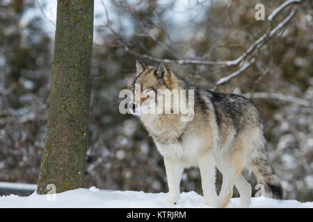 Timber Wolf im Winter Stockfoto