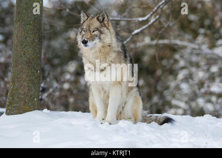 Timber Wolf im Winter Stockfoto