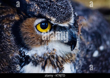 Große gehörnte Eule mit goldenen Augen starrte Stockfoto