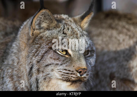Kanada Lynx im Winter Stockfoto
