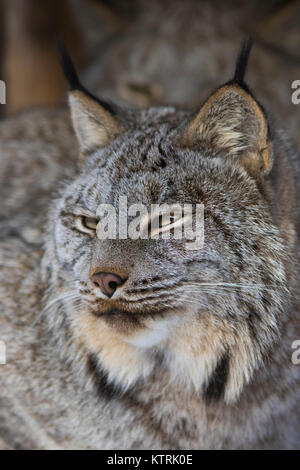 Kanada Lynx im Winter Stockfoto