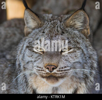 Kanada Lynx im Winter Stockfoto