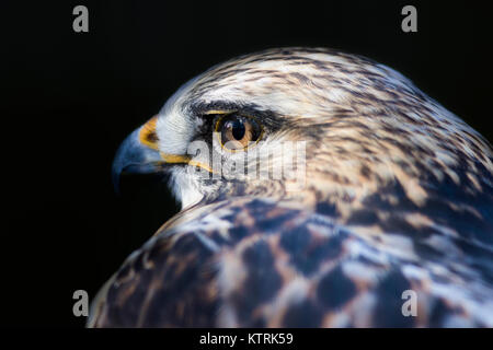 Rauen-legged Mäusebussard (Buteo lagopus) portrait Stockfoto