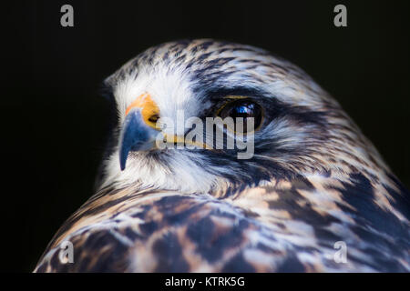 Rauen-legged Mäusebussard (Buteo lagopus) portrait Stockfoto