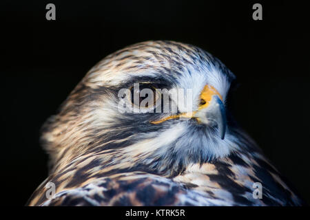 Rauen-legged Mäusebussard (Buteo lagopus) portrait Stockfoto