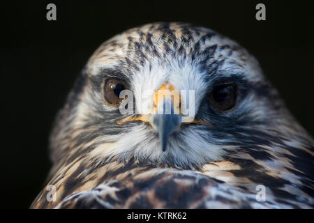 Rauen-legged Mäusebussard (Buteo lagopus) portrait Stockfoto