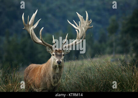 Herrliche 21 Point Red Deer stag bei 430 SCI, West Coast, South Island, Neuseeland bewertet Stockfoto