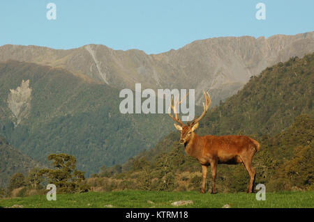 Eine 16 Punkt Red Deer stag 316 SCI, West Coast, South Island, Neuseeland Stockfoto