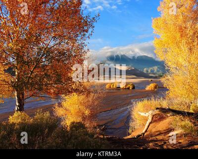 Herbst Laub entlang Medano Creek im Great Sand Dunes National Park September 30, 2017 in Mosca, Colorado. Stockfoto