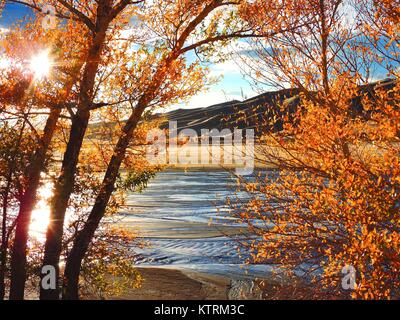 Herbst Laub entlang Medano Creek im Great Sand Dunes National Park, 10. Oktober 2017 in Mosca, Colorado. Stockfoto