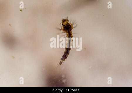 Mikroskopische Ansicht von mückenlarven in einer Petrischale Stockfoto