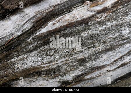 In der Nähe von sandigen Treibholz am Strand. Stockfoto