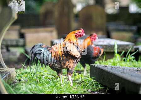 Roosters spielen in dem Friedhof von Bront' Parsonage Museum, Haworth, West Yorkshire, England Stockfoto