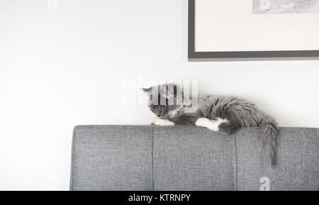 Adorable grauen und weißen flauschigen Kätzchen spielen auf Kopfteil Stockfoto