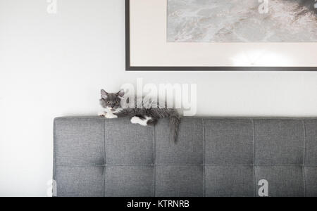 Adorable grauen und weißen flauschigen Kätzchen spielen auf Kopfteil Stockfoto
