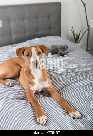 Junger Hund heraus hängen mit winzigen grauen Kätzchen auf dem Bett Stockfoto