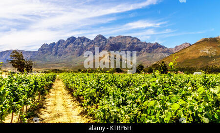 Weinberge und die umliegenden Berge im Frühjahr in den Boland Wein Region Western Cape in Südafrika Stockfoto