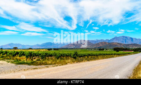 Weinberge und die umliegenden Berge im Frühjahr in den Boland Wein Region Western Cape in Südafrika Stockfoto