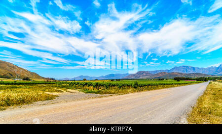 Weinberge und die umliegenden Berge im Frühjahr in den Boland Wein Region Western Cape in Südafrika Stockfoto