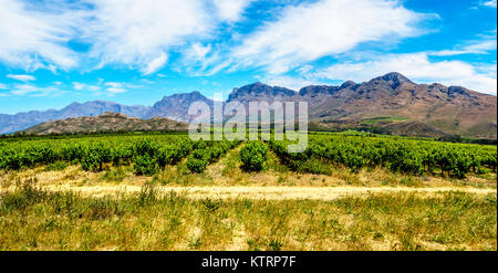 Weinberge und die umliegenden Berge im Frühjahr in den Boland Wein Region Western Cape in Südafrika Stockfoto