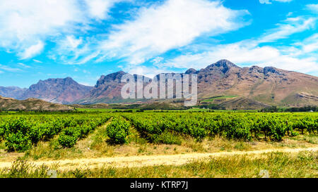 Weinberge und die umliegenden Berge im Frühjahr in den Boland Wein Region Western Cape in Südafrika Stockfoto