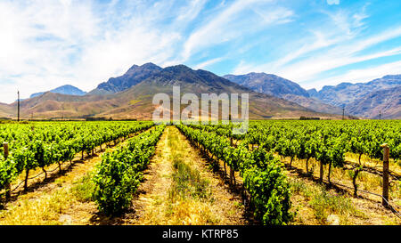 Weinberge und die umliegenden Berge im Frühjahr in den Boland Wein Region Western Cape in Südafrika Stockfoto