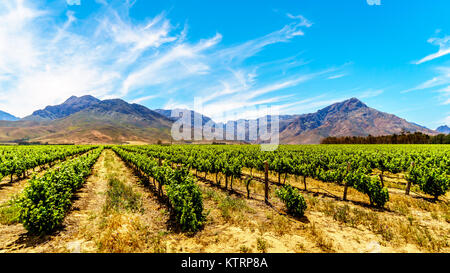 Weinberge und die umliegenden Berge im Frühjahr in den Boland Wein Region Western Cape in Südafrika Stockfoto