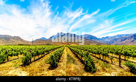 Weinberge und die umliegenden Berge im Frühjahr in den Boland Wein Region Western Cape in Südafrika Stockfoto