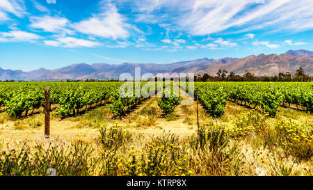 Weinberge und die umliegenden Berge im Frühjahr in den Boland Wein Region Western Cape in Südafrika Stockfoto