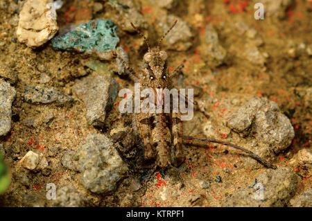 Europäische Heuschrecke, Calliptamus barbarus in der Nähe von Pune, Maharashtra Stockfoto