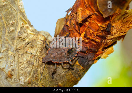 Grobe stinken Bug, Brochymena quadripustulata, Pune, Maharashtra Stockfoto