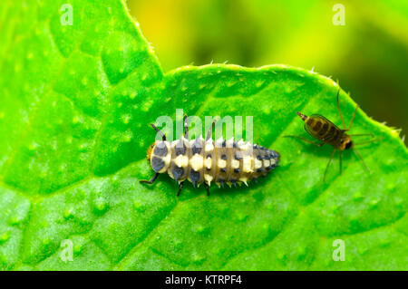 Bunte asiatische Käferlarve auf einem grünen Blatt in der Nähe von Pune, Maharashtra. Harmonia axyridis Stockfoto