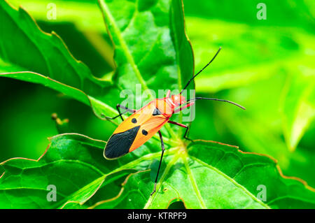 Roter Baumwolle stainer Bug auf eine Anlage in der Nähe von Pune, Maharashtra Stockfoto