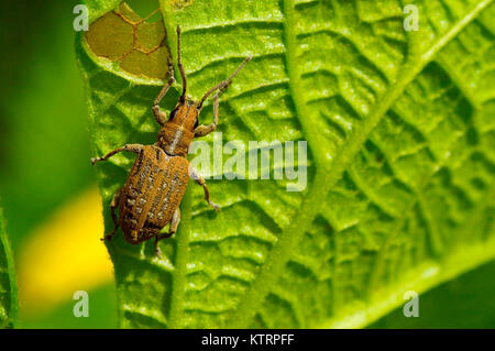 Gemüse aus der Familie der Rüsselkäfer, Listroderes costirostris auf ein grünes Blatt in der Nähe von Pune, Maharashtra Stockfoto