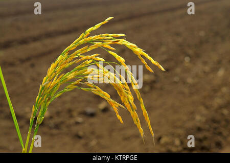 Goldene Ohr von Rohreis in der Nähe von Velha, Pune, Maharashtra Stockfoto